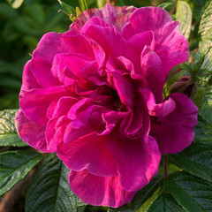Rosa 'Roseraie de l'Hay'