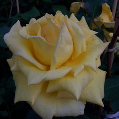 Rosa 'Royal Gold'