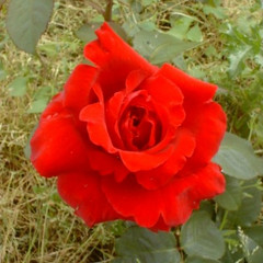 Rosa 'Royal William'