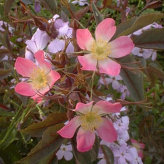 Rosa rubrifolia