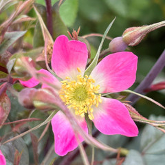 Rosa rubrifolia