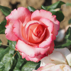 Rosa 'Sandra'