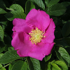 Rosa 'Scabrosa'
