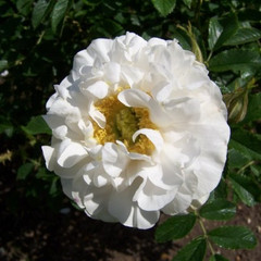 Rosa 'Schneelicht'