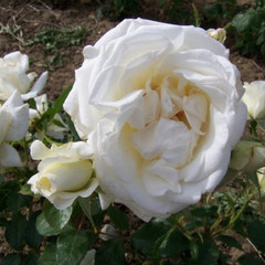 Rosa 'Silver Anniversary'