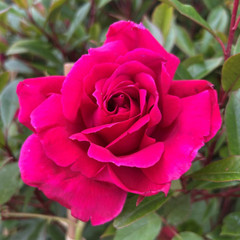 Rosa 'Souvenir de Claudius Denoyel'