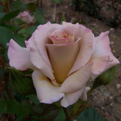 Rosa 'Stephen Rulo'
