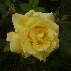 Rosa 'Sunblest'