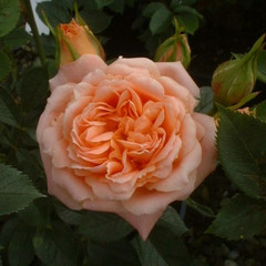 Rosa 'Sweet Dream'