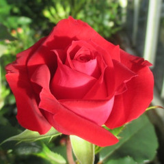 Rosa 'Tammy Clemons'