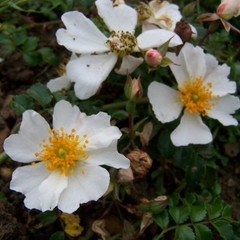 Rosa 'Temple Bells'