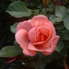 Rosa 'Tip Top'