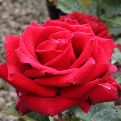Rosa 'Tommy's Rose'