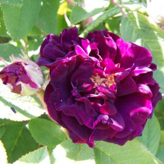 Rosa 'Tuscany Superb'