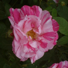 Rosa 'Versicolor'