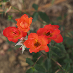 Rosa 'Warm Welcome'