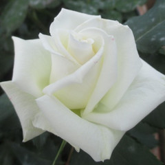 Rosa 'Whirlaway'