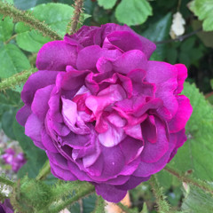 Rosa 'William Lobb'