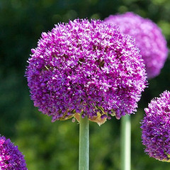 Allium 'Ambassador'