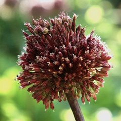 Allium amethysinum 'Red Mohican'