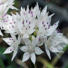 Allium amplectens 'Graceful Beauty'