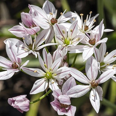 Allium 'Cameleon'