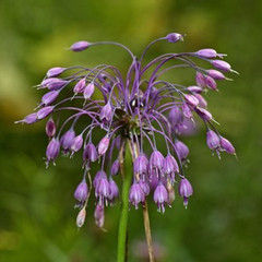 Allium cernuum