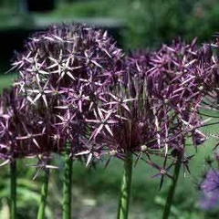Allium cristophii