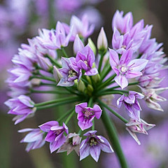 Allium 'Eros'