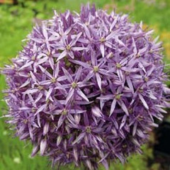 Allium 'Globemaster'