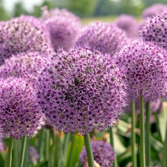 Allium 'Lucky Balloons'