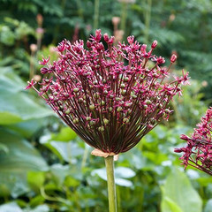 Allium 'Magic'