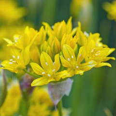Allium moly