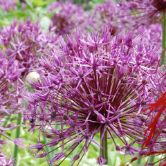 Allium 'Purple Rain'