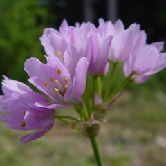 Allium roseum