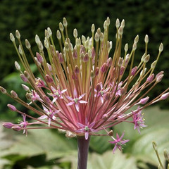 Allium schubertii