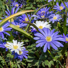 Anemone blanda mixed colours