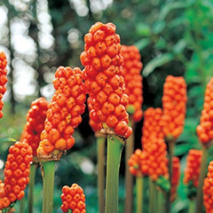 Arum italicum