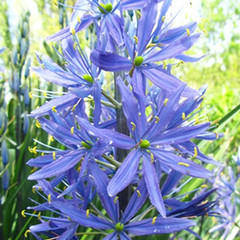 Camassia leichtlinii subsp.suksdorfii Caerulea Group