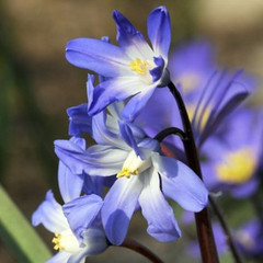 Chionodoxa luciliae