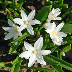 Chionodoxa luciliae 'Alba'