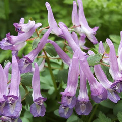 Corydalis solida 'Purple Bird'