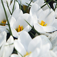 Crocus chrysanthus 'Ard Schenk'