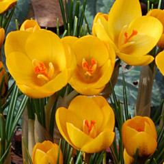 Crocus chrysanthus 'Goldilocks'