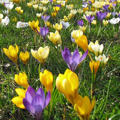 Crocus Mixed Species
