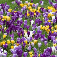 Crocus Large Flowered Mixed Colours