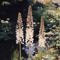 Eremurus x robustus