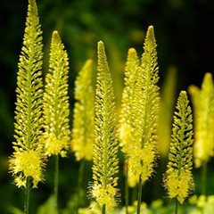 Eremurus stenophyllus stenophyllus