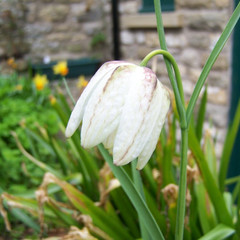 Fritillaria meleagris alba