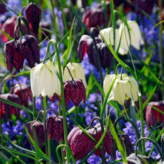 Fritillaria meleagris mixed